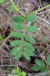 Spiked hoarypea